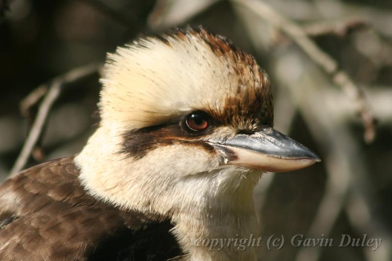 Kookaburra, Tindale Gardens IMG_6945.JPG